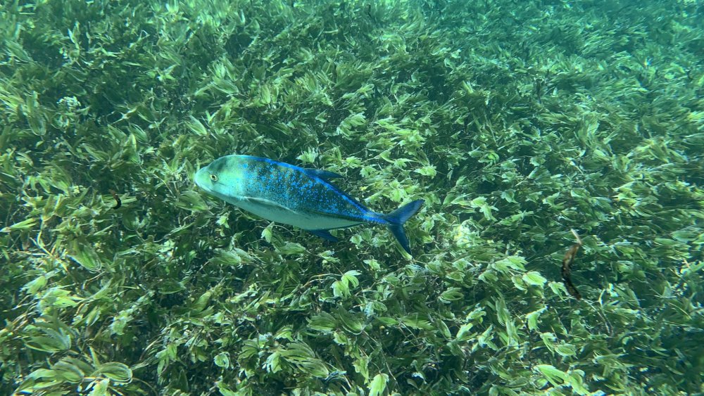 IMG_6438 Fisch grünblau schillernd_web.jpg