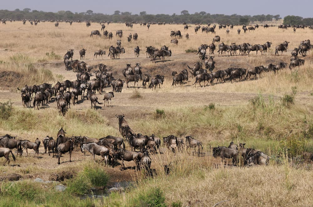 Tanzania Aktiv privatreise Abenteuer Serengeti