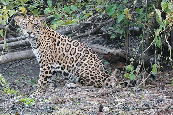 San Miguelito Jaguar Conservation Ranch Bolivien