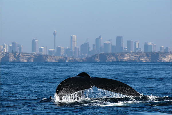 Wale im Hafen von Sydney