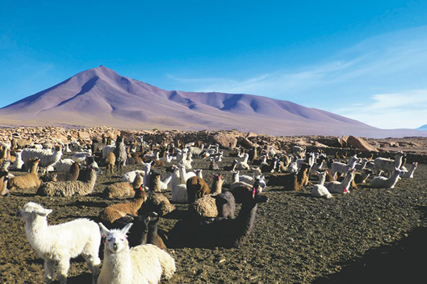 Altiplano Uyuni Anden Hochland Chile Bolivien