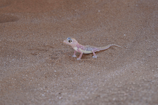Swakopmund---Living-Desert-Gecko.jpg