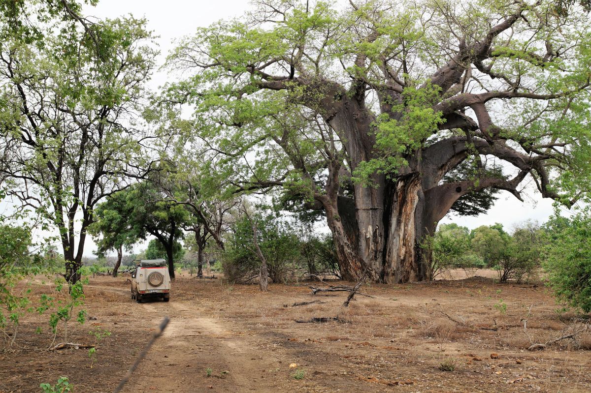 Bild 29 Baobao Tree_Web.jpg