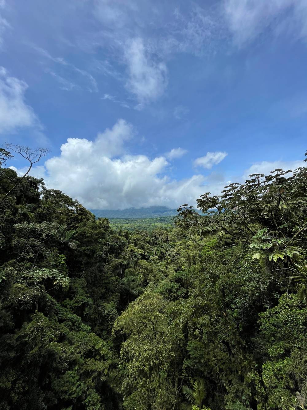48 Sicht über den Regenwald La Fortuna_web.jpg