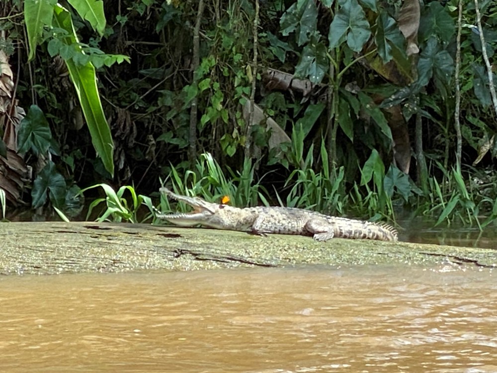 5 Krokodil Tortuguera River_web.jpg