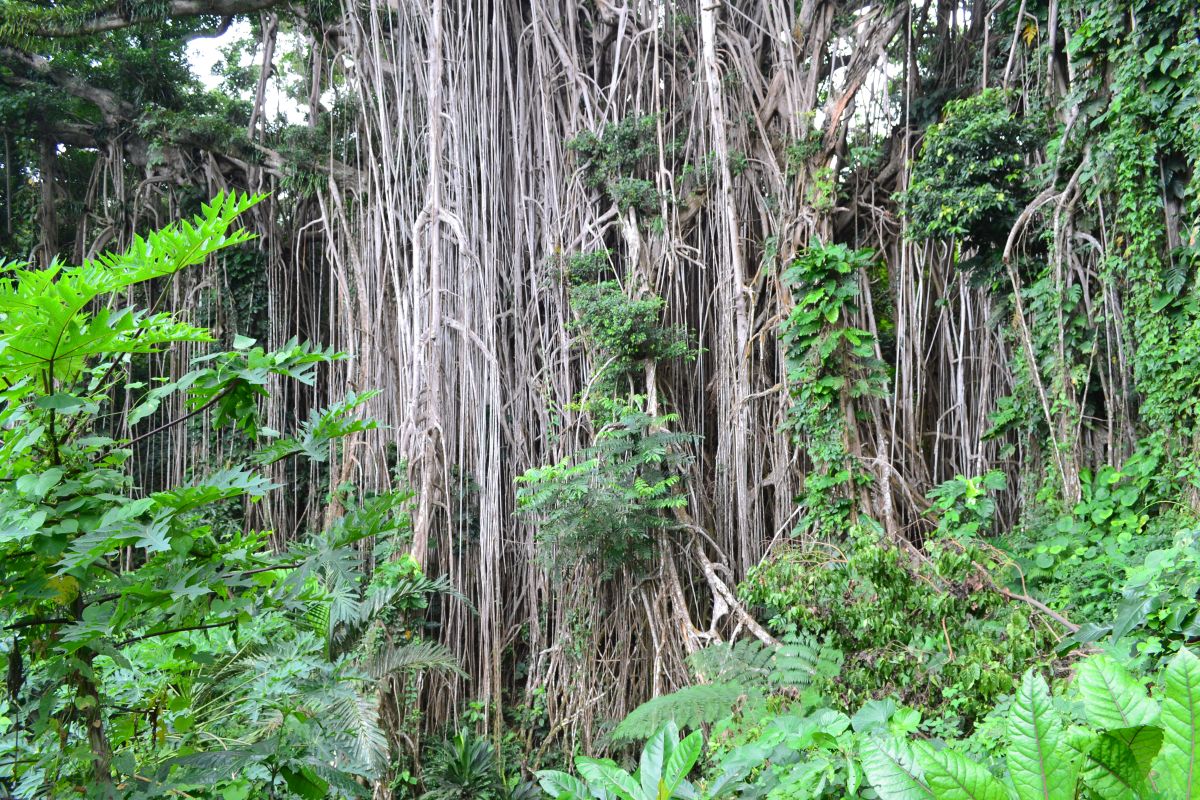Giant Banyan Tree_Web.jpg