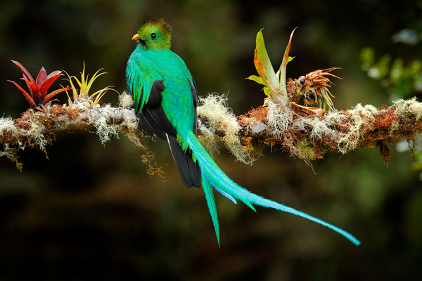 Rundreise Vogelbeobachtung Birdwatcher Costa Rica