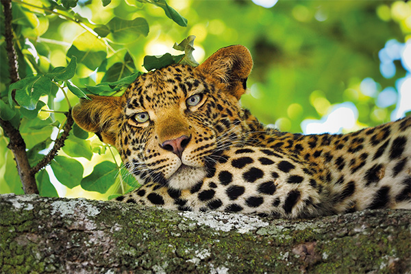 Botswana Safari Camping Leopard Tierreich