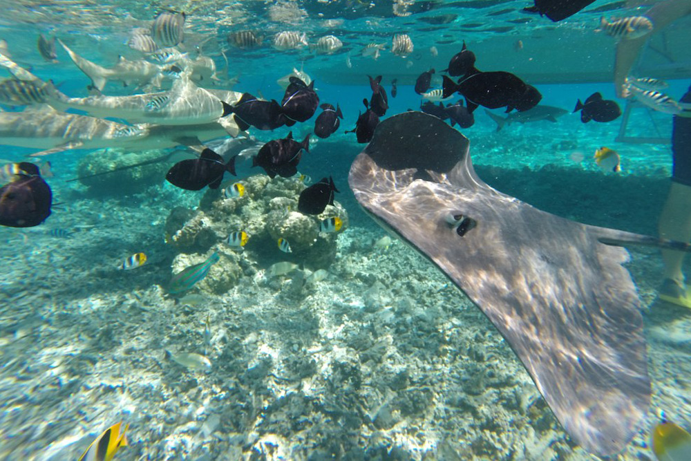 107-Unterwasserwelt-Tahiti_web.JPG