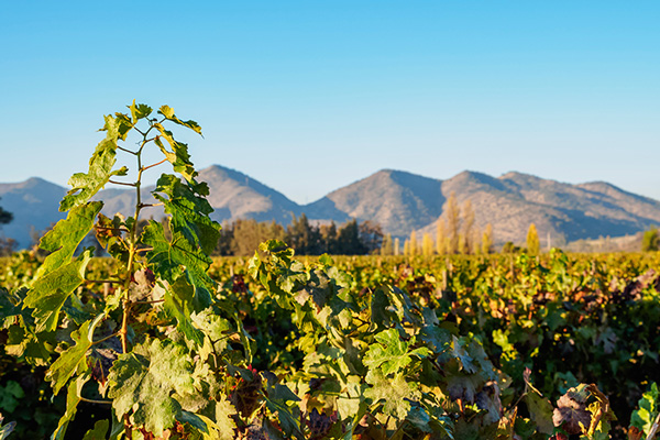 Santa Rita Wein Chile Weinregion Halbtagesausflug