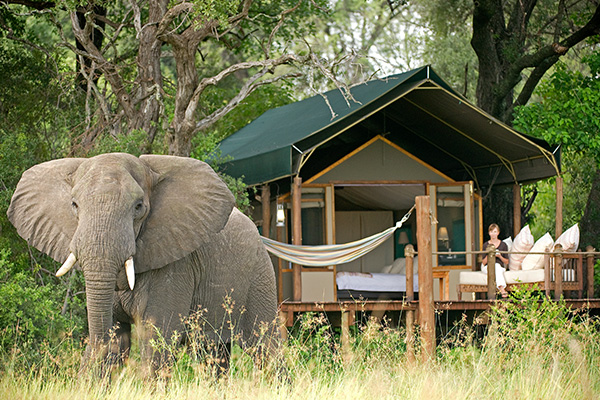Botswana Retreat Elefanten Privatinsel Wandersafari Sternenhimmel