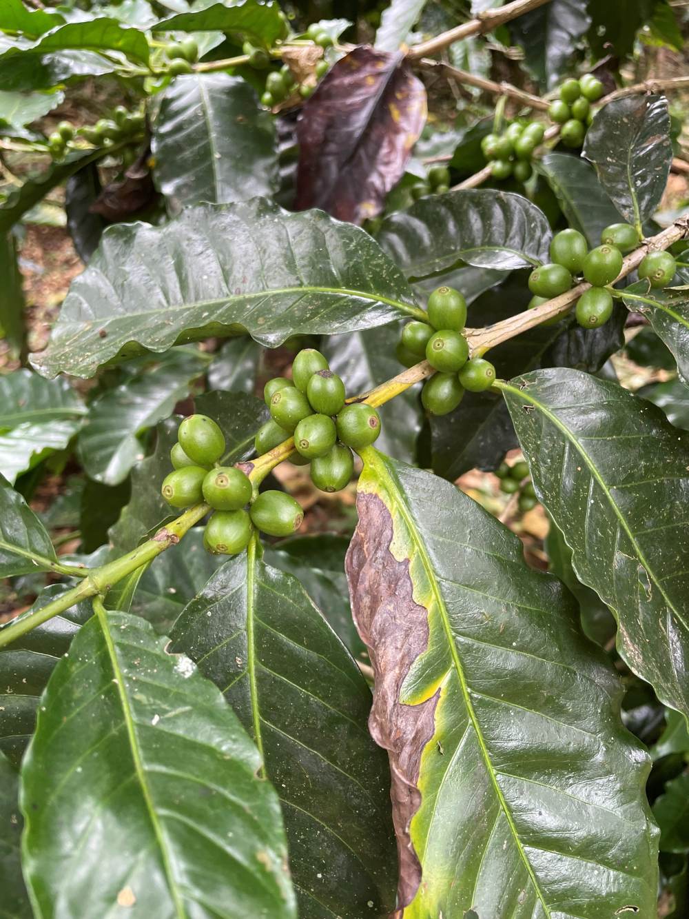 Kaffeebohnen grün an Pflanze_web.jpg