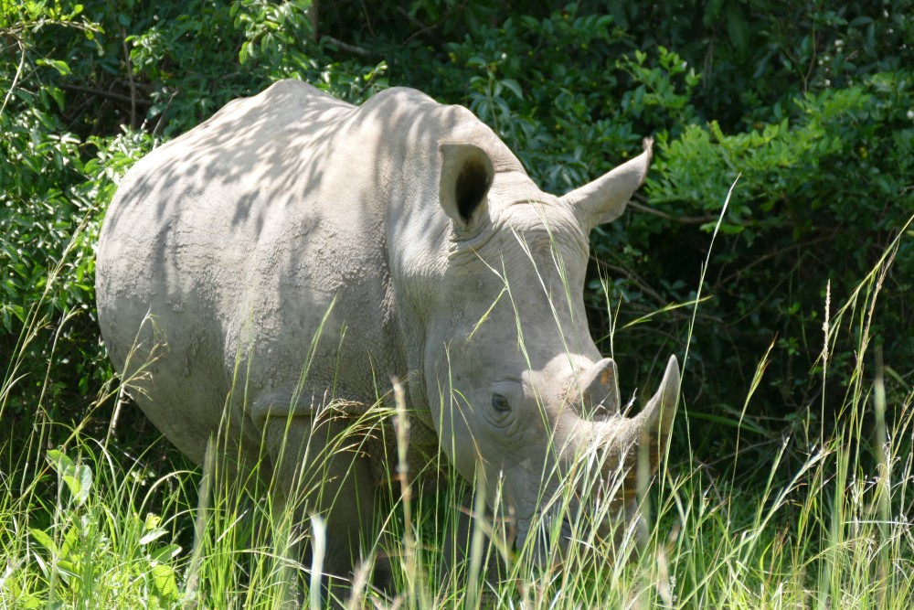 Ziwa Rhino Sanc ll_Web.jpg