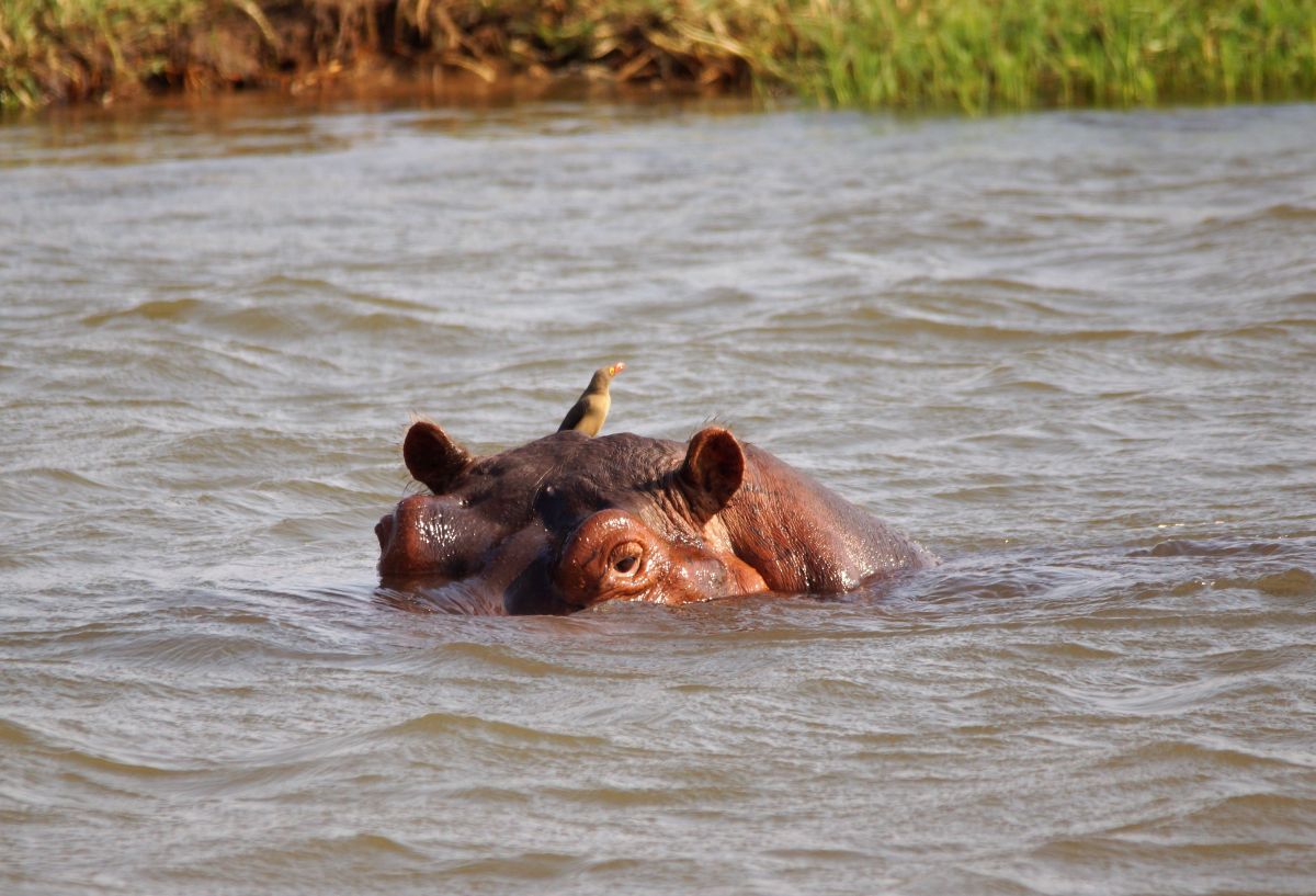 Tiere 7 Hippo bei Mana Pool_Web.jpg