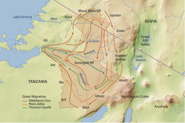 Kenya Tanzania Great Migration Gnus Zebrad Ökosystem Serengeti