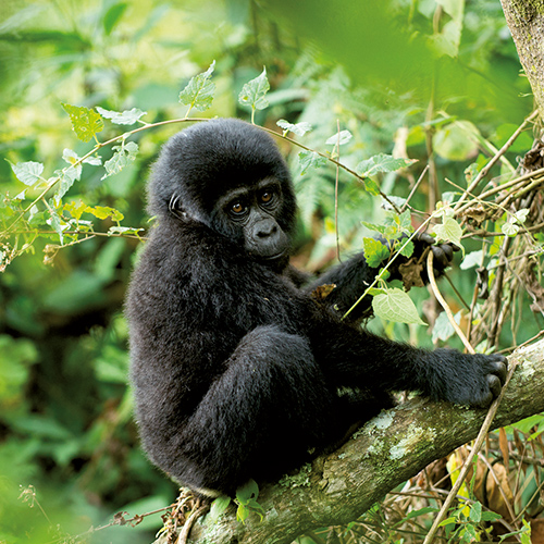 Ruanda Gorilla