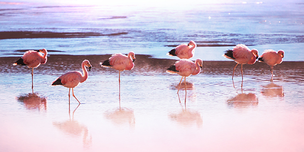Flamingos_600x300.jpg