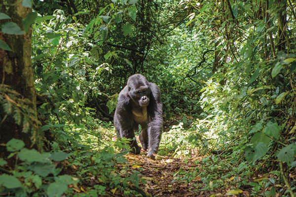 Uganda Gorillas Schimpansen Tracking Entebbe Kibale Nationalpark Nil