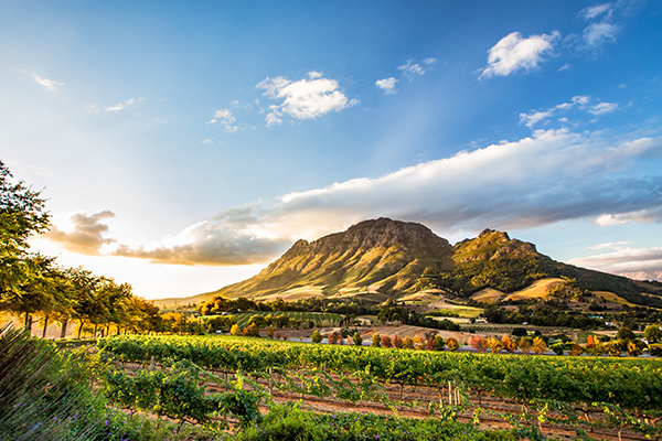 Südafrika Wein Gruppenreise geführt